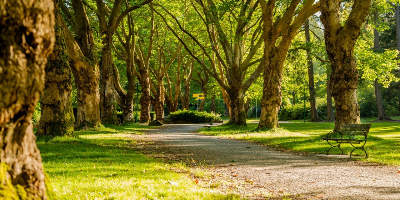Parc modern suspendat amenajat urban cu vegetație bogată