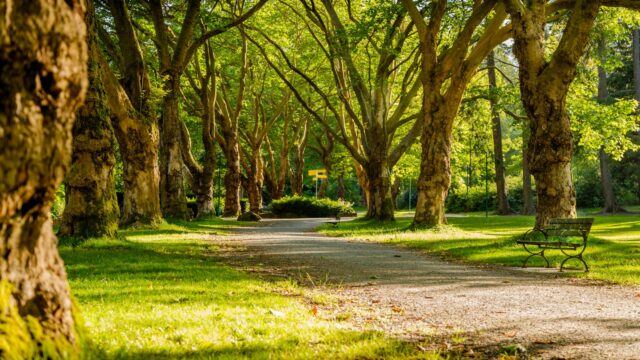 Parc modern suspendat amenajat urban cu vegetație bogată